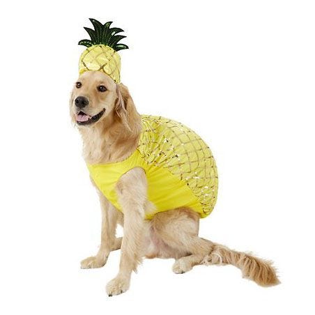50 Dog Halloween Costumes , Cute Ideas for Pet Costumes